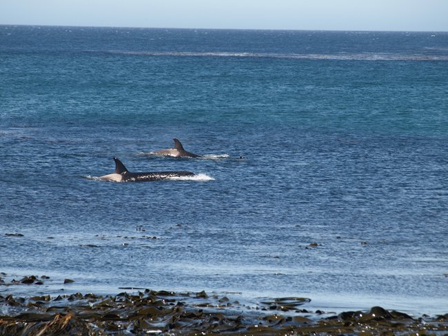 ../../Pictures/241209/141 Orcas.JPG